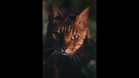 Funny Cute Cat