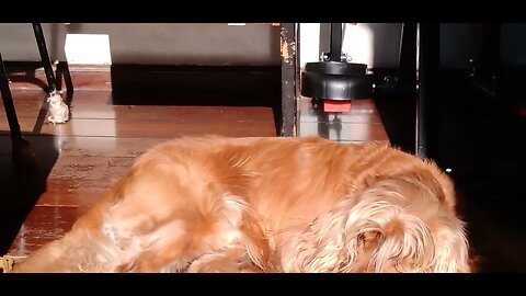 #dogshow , #animals , #dogs