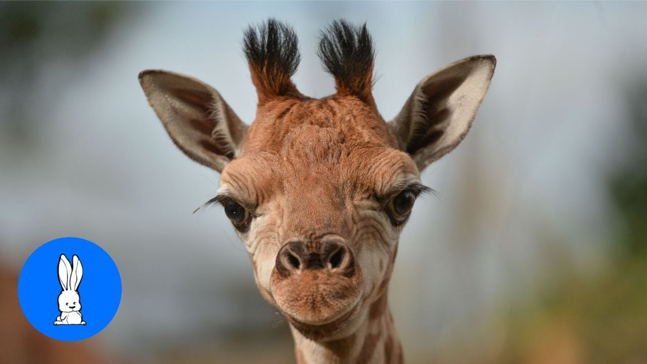 Baby Giraffes Are Charming and Awkward at the same Time.