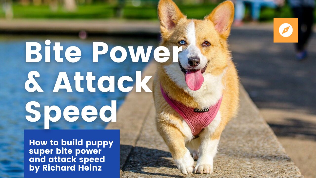 How to Build Puppy SUPER BITE POWER and ATTACK SPEED!