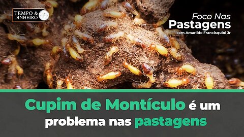 Cupim de Montículo é um problema nas pastagens. Como enfrentá-los? Saiba com Foco nas Pastagens