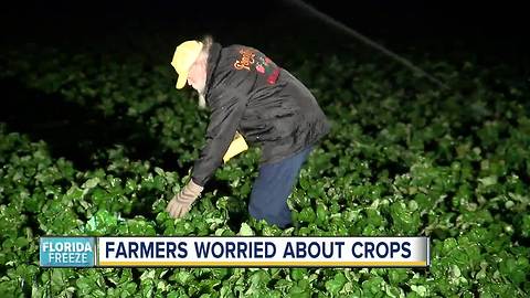 Farmers in Florida worried about crops as freeze warnings impact Tampa Bay Area
