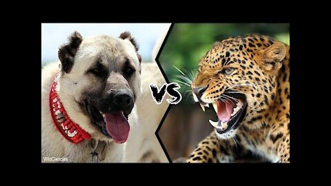 leopard attacks on dog-shocking videos
