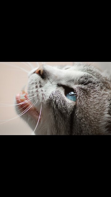 Shiver Cat, Why Its Owner Pulled It - TikTok Cats (Funny Animals #315)