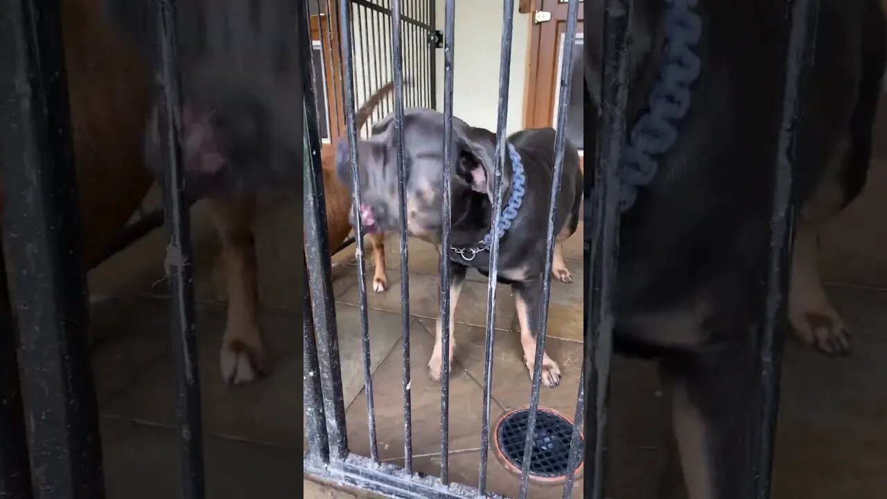 Zeus son blue #subscribe #dogs #foryou #viral #trending #canecorso #dog #puppy