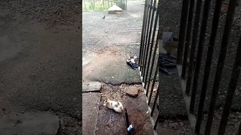 3 cats enjoying the morning