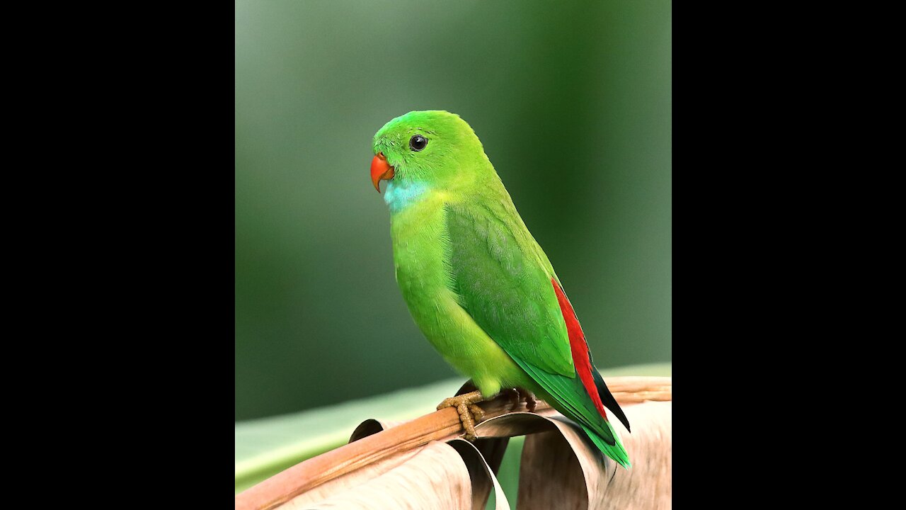 Bird parrot green