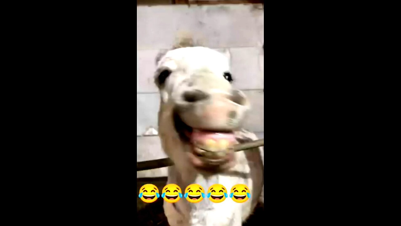 Funny Donkey 😂😂