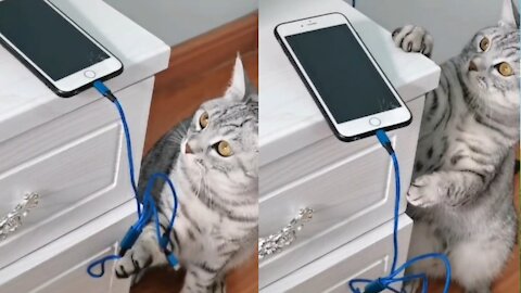 naughty cat dropping cute cellphone