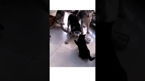 Are you sure these 3 are husky?😂🐺