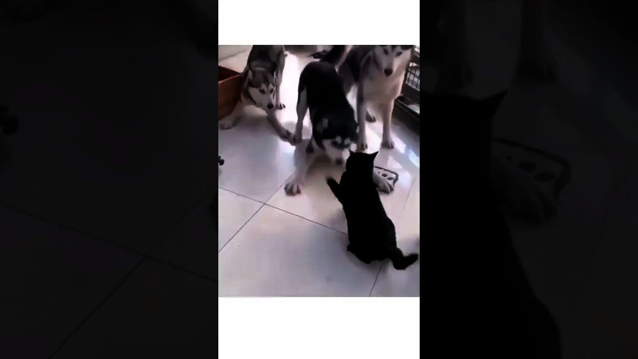 Are you sure these 3 are husky?😂🐺