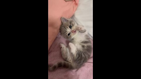 Very beautiful cat