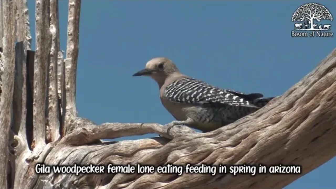 Gila woodpecker female lone eating feeding in spring in arizona