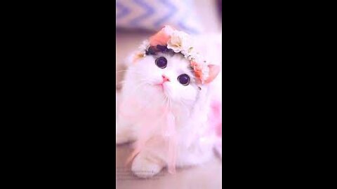 Cute Cat