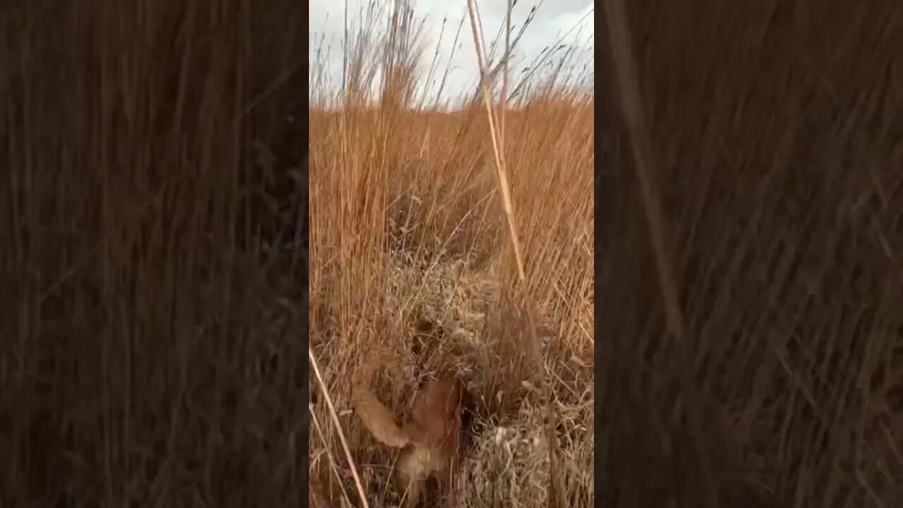 Golden Retriever Finds a Rooster Pheasant 😳 #goldenretriever #birddog #pheasanthunting