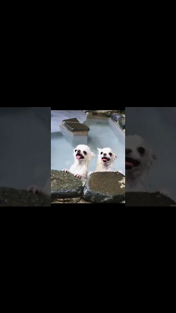 You Won't Believe What THIS Animal Does Next!