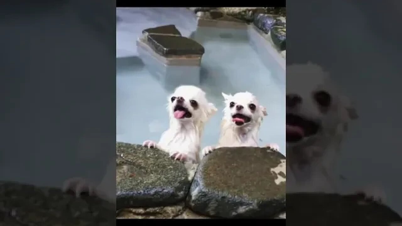 You Won't Believe What THIS Animal Does Next!