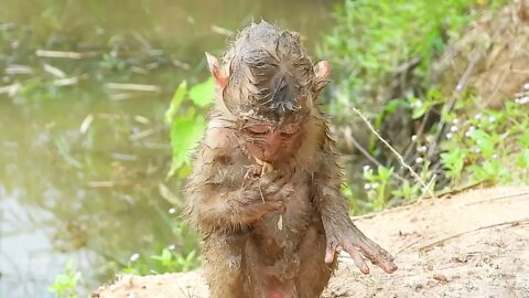 Oh My Goodness! baby kley rises from the ground to eat26 4