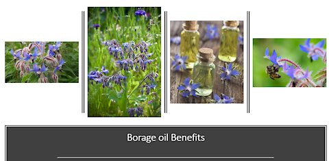 Borage oil Benefits
