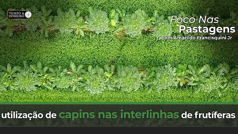 Foco nas Pastagens aborda hoje a utilização de capins nas interlinhas de frutíferas