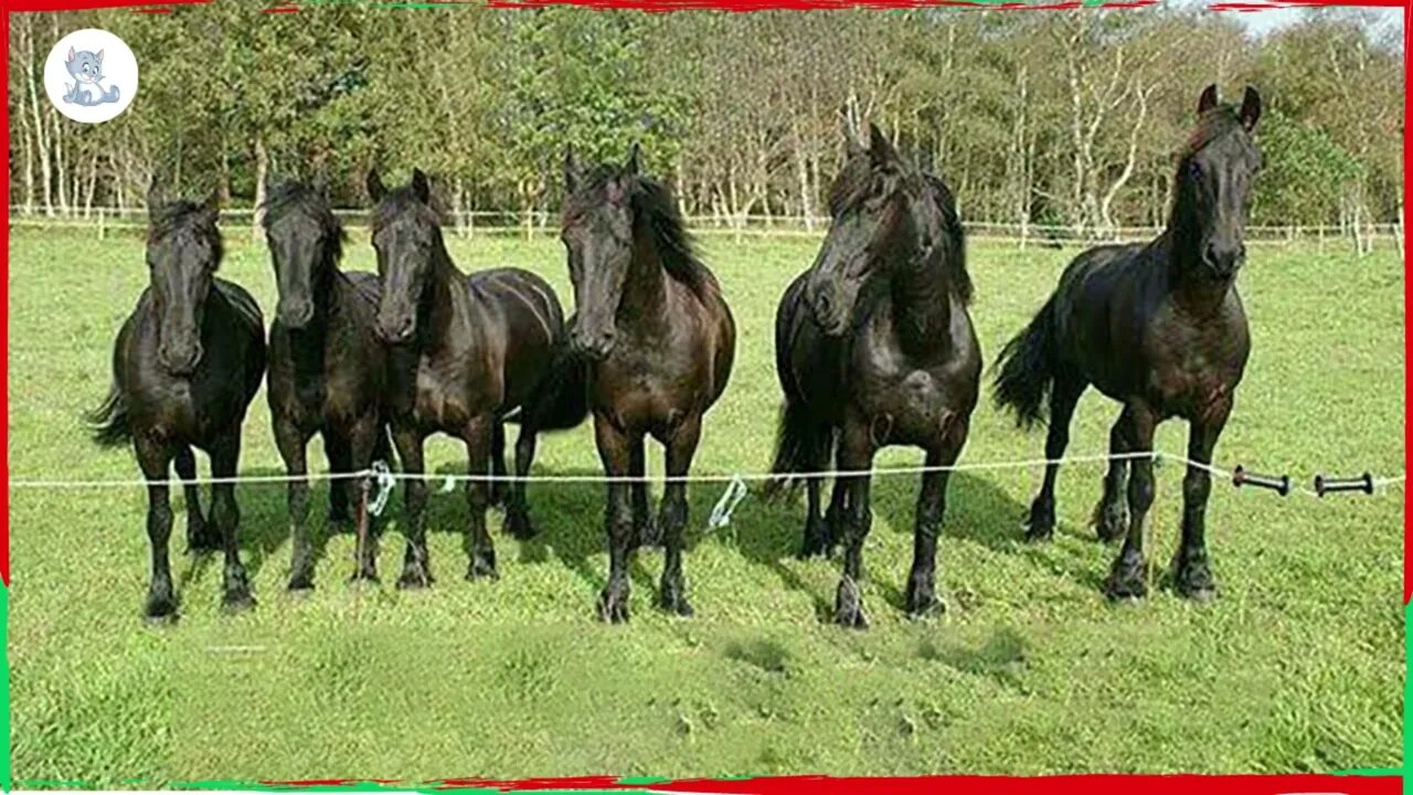 The Most Hilarious Horse Act Ever! Horse Videos That Are Cute And Funny - Pets Island