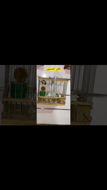طائر أم قنين أو الحسون المغرد روعة مرحبا