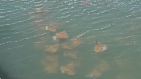 Huge school of Cownose rays in Port Canaveral