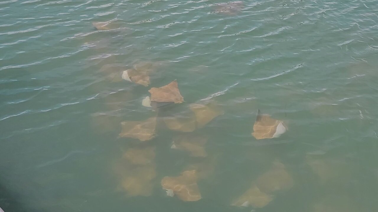 Huge school of Cownose rays in Port Canaveral