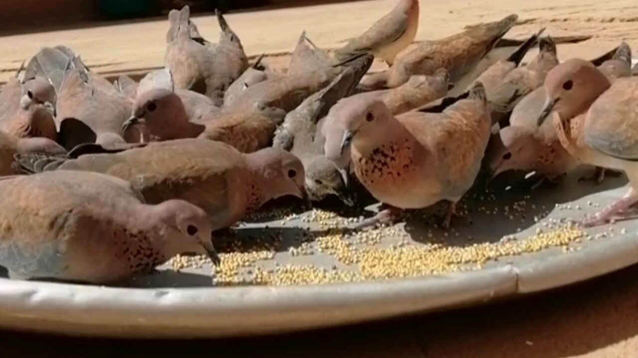 A group of turtle dove attacks inside my house when I put her food