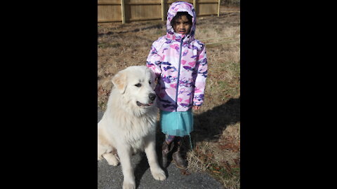 Great Pyrenees Puppies at play (among the largest puppies)