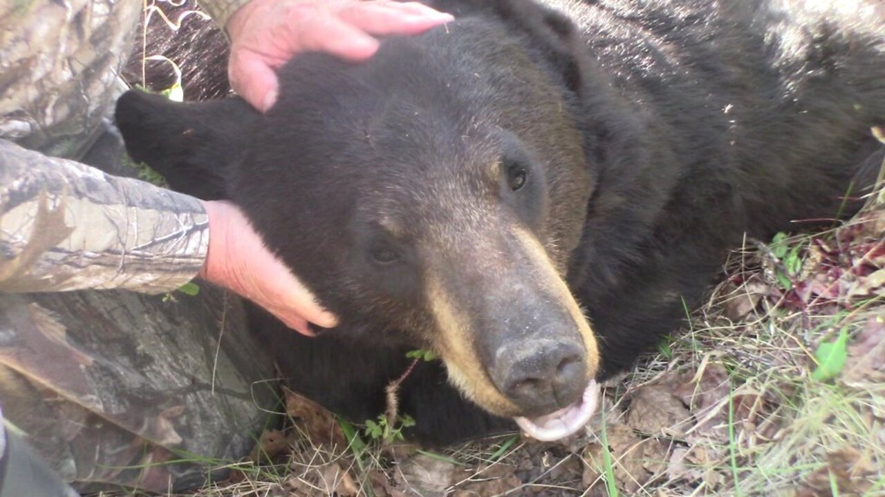 2021 Spring Black Bear with Crossbow