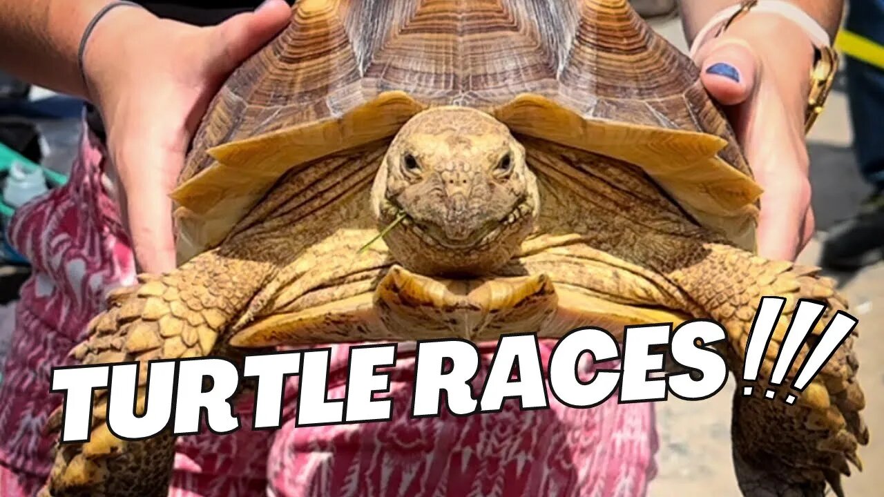 50th Annual Turtle Races at the World Famous Osceola Hotel 2023