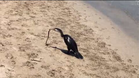 Un serpent tente de s'échapper du bec d'un oiseau