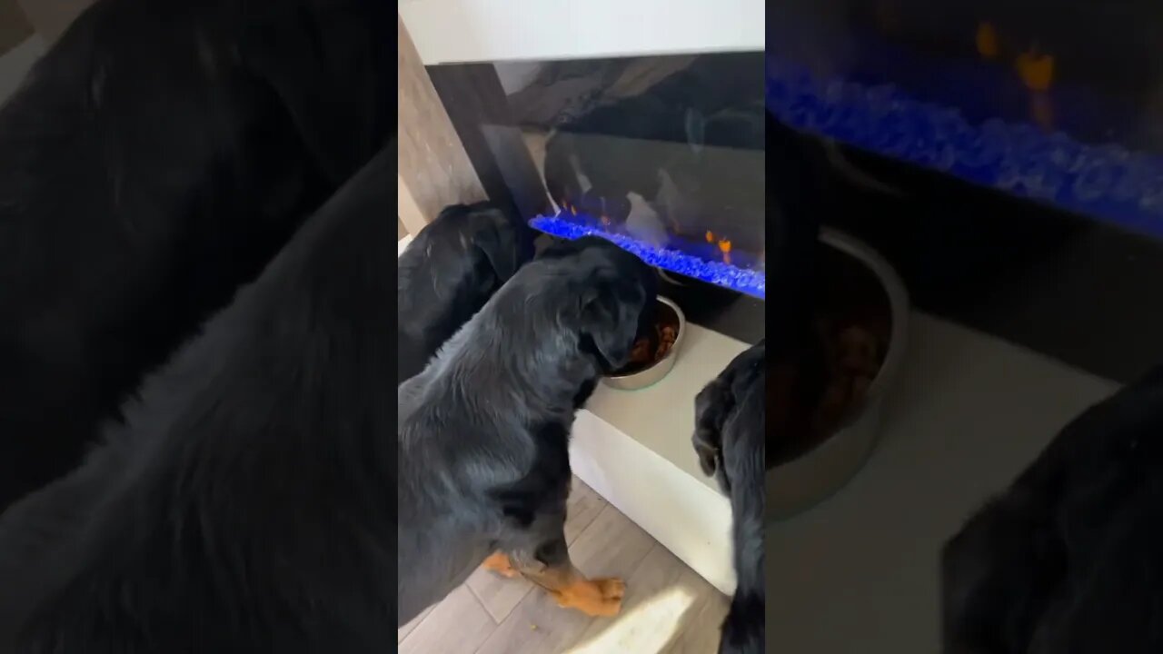 Rottweilers Morning Routine!