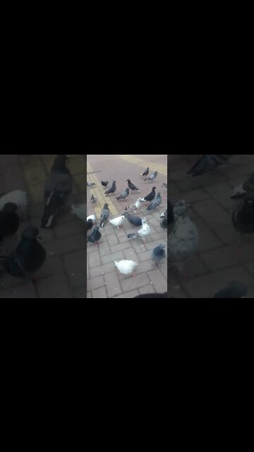 alimentando pombos na praca 1 #shorts