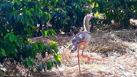 Seriema em busca de comida ave cariamiforme, Cariamidae