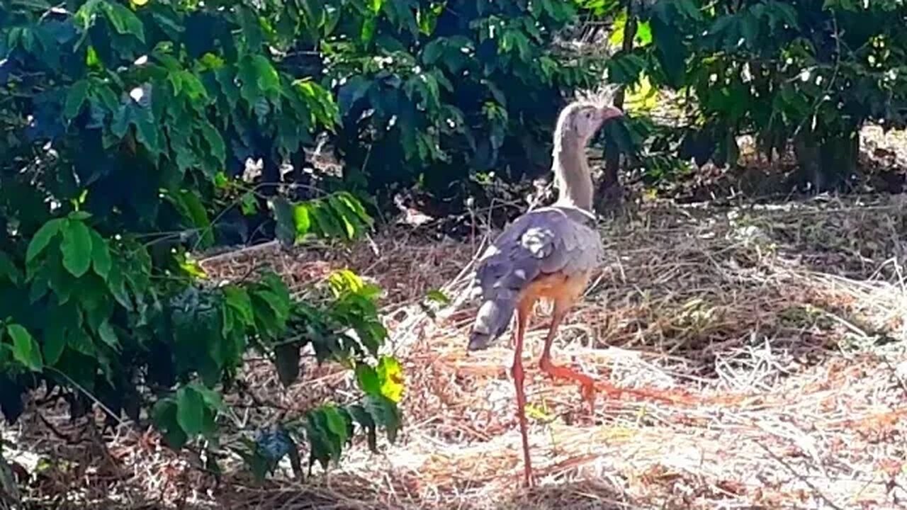 Seriema em busca de comida ave cariamiforme, Cariamidae