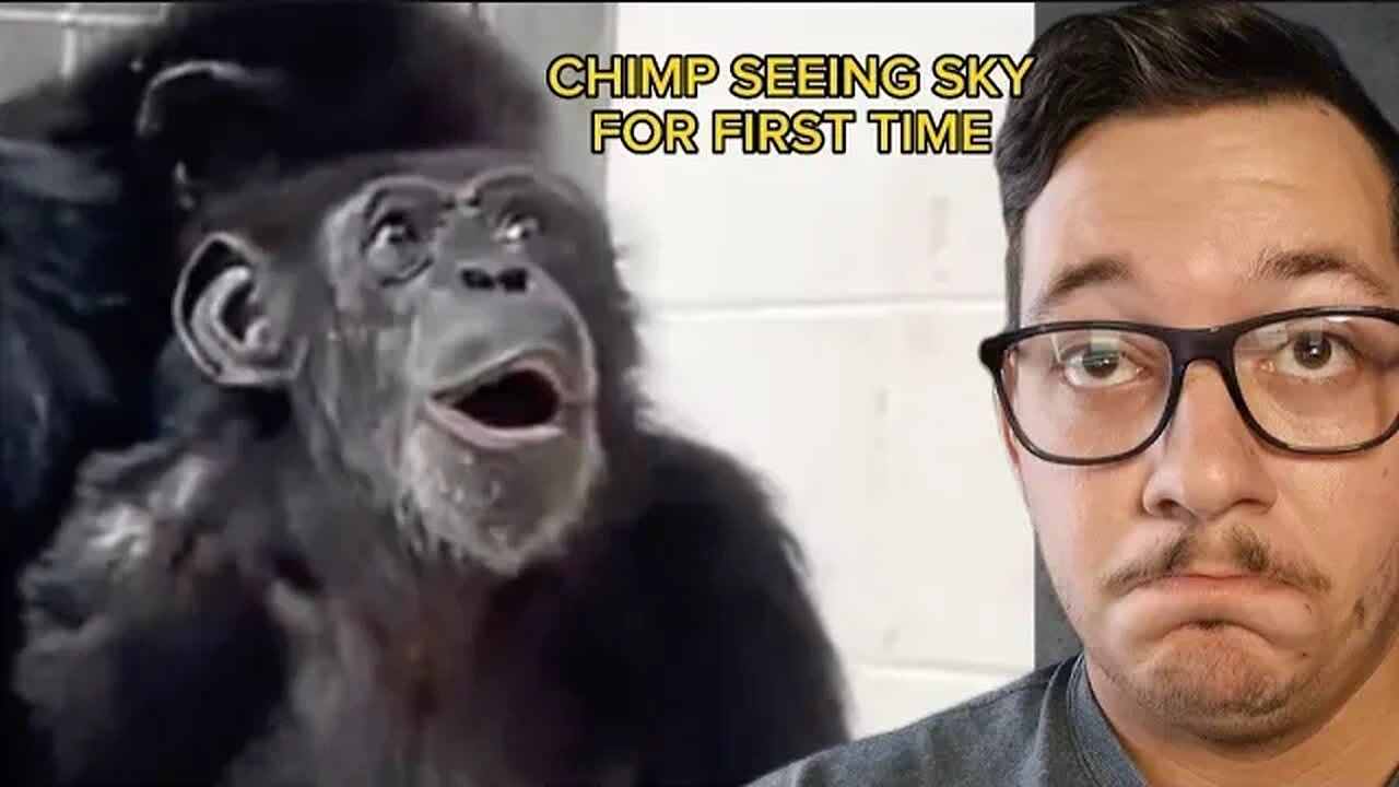 Vanilla the Chimp see's The Sky For the First Time