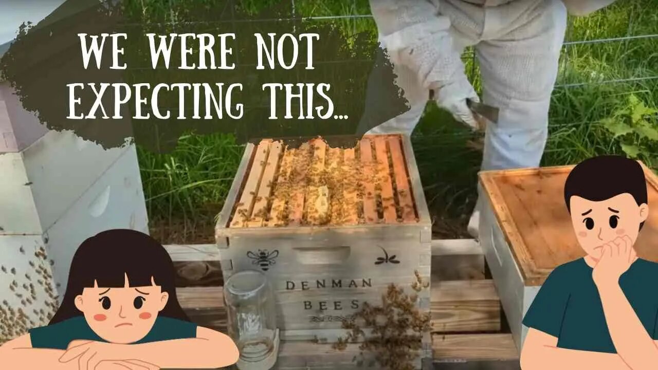 Bee Hive Inspection: Overcoming Wax Moth Infestation & Rebuilding