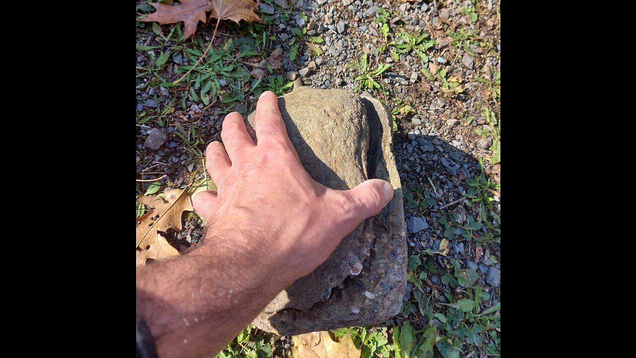 Fossils and Rocks! #rockhound #fossils #rocks