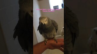 African Grey and Cockatoo Parrot Taking Shower #parrots #cockatoo #africangrey