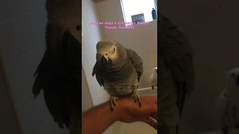 African Grey and Cockatoo Parrot Taking Shower #parrots #cockatoo #africangrey