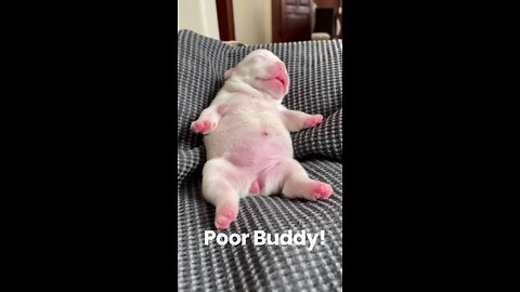 Poor Little Dog is so Tired!