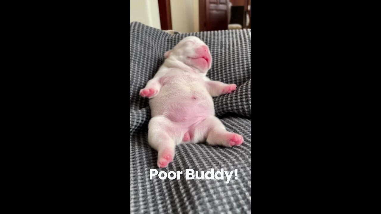 Poor Little Dog is so Tired!