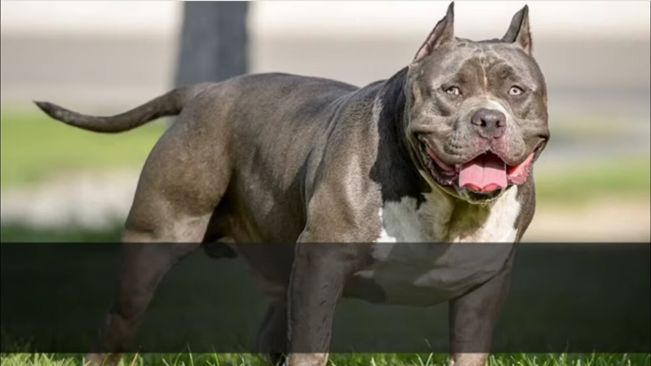 🐕 TOP 10 Strongest Dog Names - for Male And Female Dogs