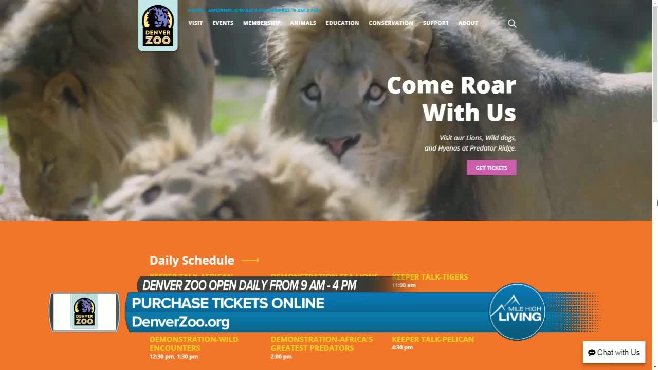 The Denver Zoo Has A New Lion Cub Just In Time for The Lion King Movie Premiere