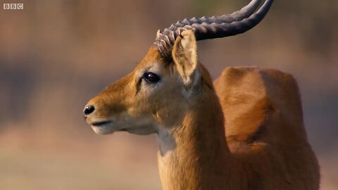 Leopard 🐆 Vs Dear