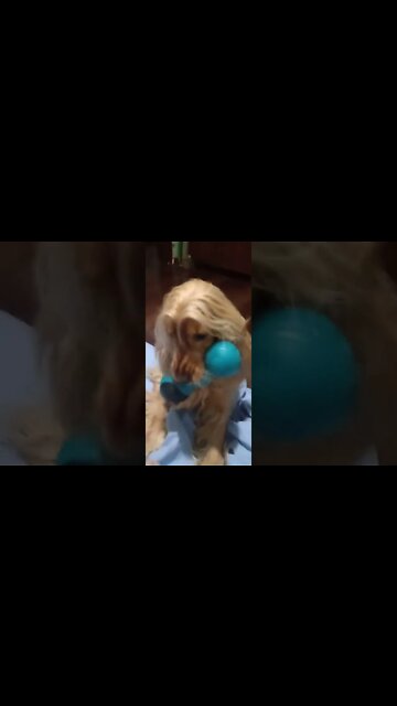 #dogshow, #amimals, #dogs, #shorts