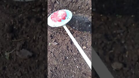 Using The Seed Wheel To Sow Golden Flax In My Garden