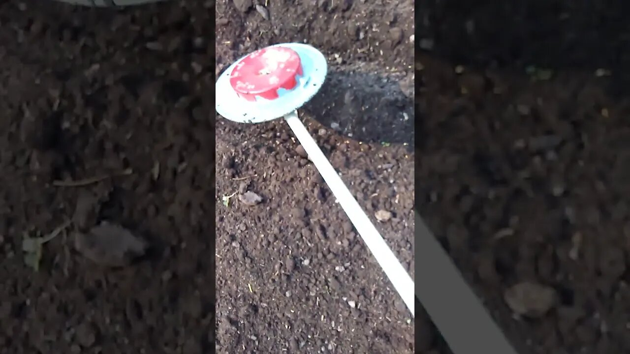 Using The Seed Wheel To Sow Golden Flax In My Garden